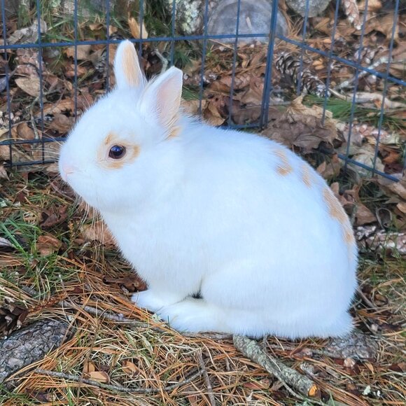 Meet your Posher, Tula - Picture 1 of 1